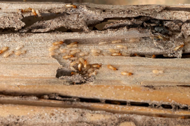 Best Pest Removal Services  in New Carrollton, MD