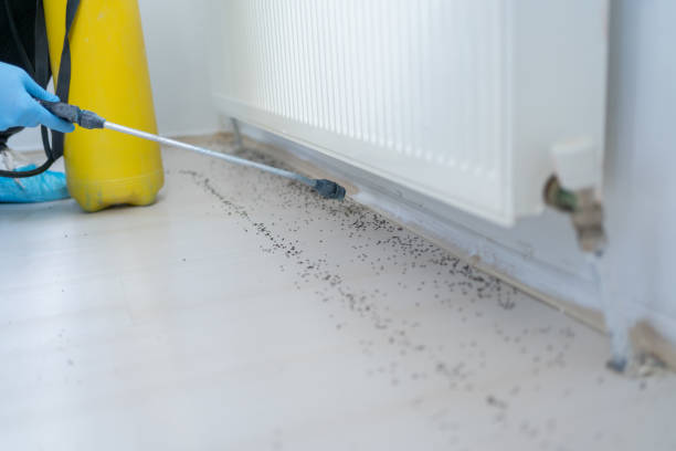 Best Pest Removal Services  in New Carrollton, MD